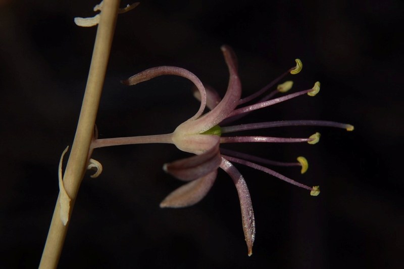 Charybdis undulata / Scilla ondulata